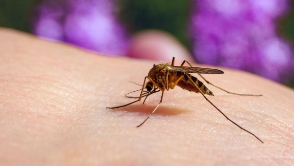 Virus du Nil Occidental : Symptômes, Transmission et Prévention (2026)