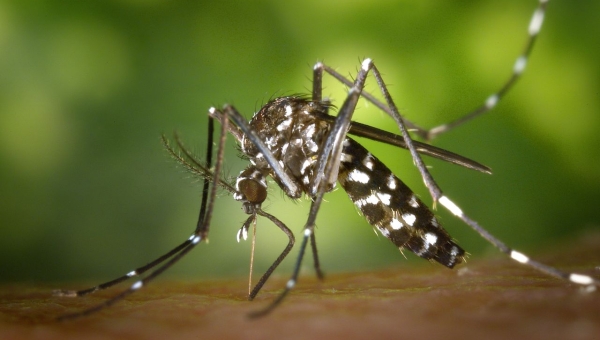 Chikungunya : un premier cas autochtone détecté dans le Tarn