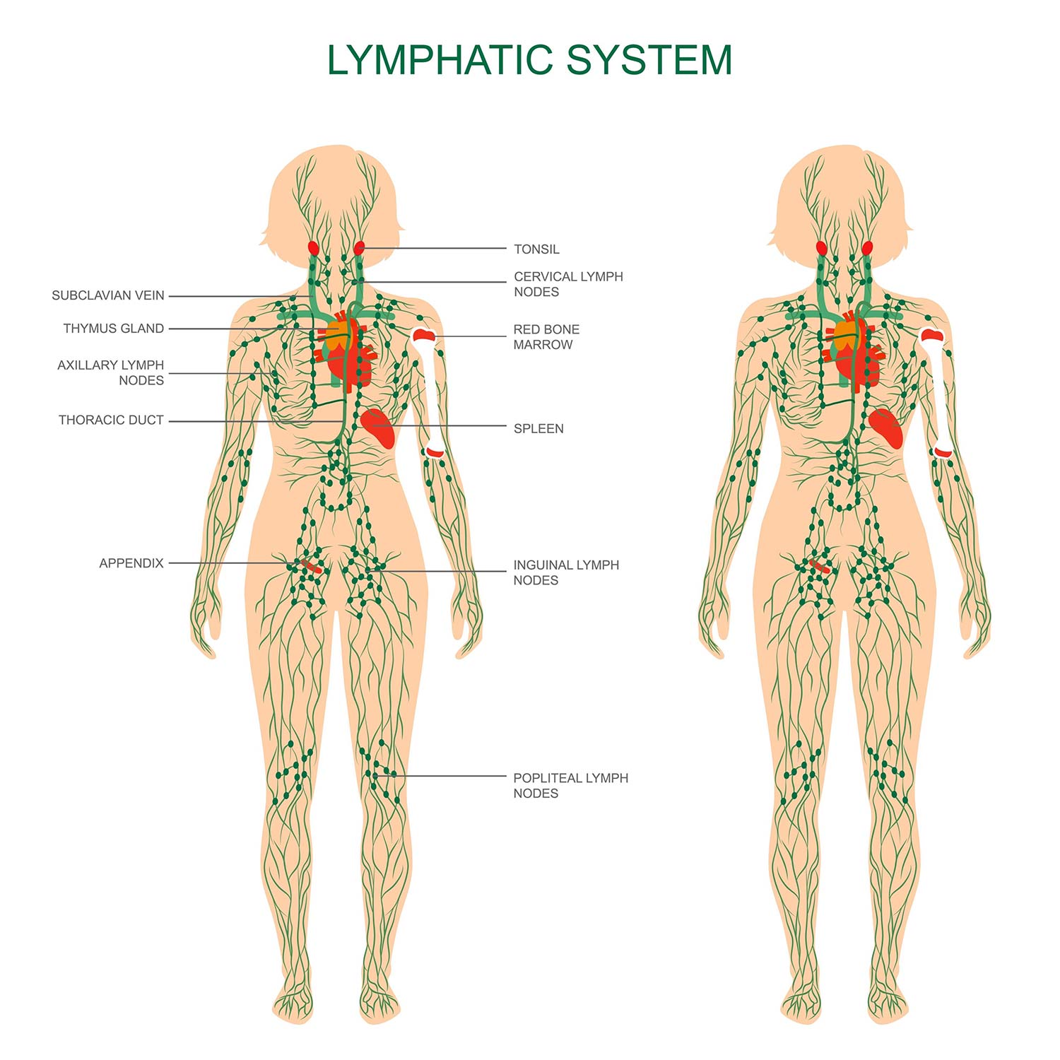 liposuccion-ventre-casablanca